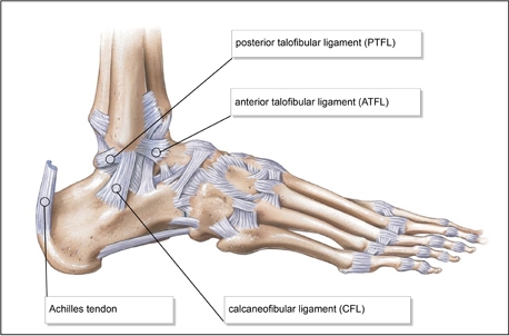 Lateral-ankle-ligaments